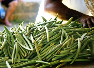 How A Vanilla Bean Is Born, The Heilala Way
