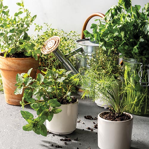Herb-Opener-KC5979 - Bake from Scratch Herb Garden Opener