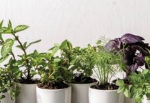 From the Pantry: Summer Herbs Baking with Summer Herbs